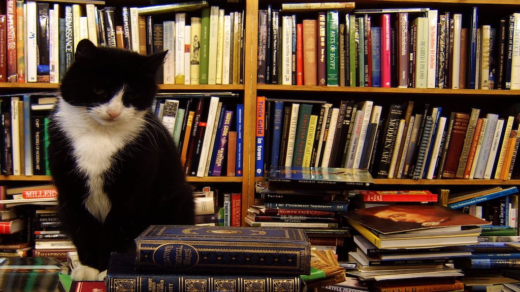 gatto e libri