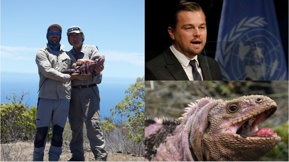 gallery Leonardo DiCaprio, nuovo fan delle 'nostre' iguane rosa 