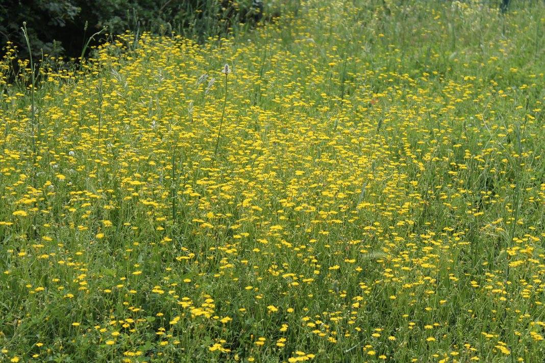 gallery Visita guidata all’Orto Botanico in mountain bike